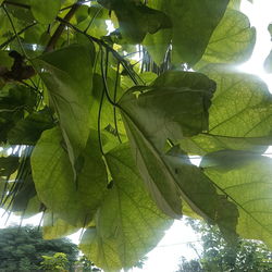 Low angle view of tree