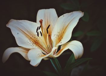 Close-up of white lily