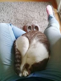 Low section of person with cat resting