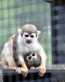Portrait of golden retriever sitting in zoo