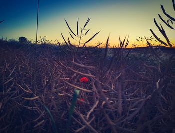 Close-up of dry plant on field against sky during sunset