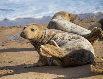 High angle view of sea lion on beach