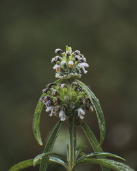 Isolated closeup of a plant head with white flowers.