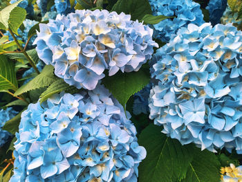 High angle view of fresh purple hydrangea