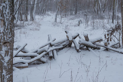 Bare tree on snow covered field