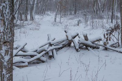 Snow-covered logs in the forest