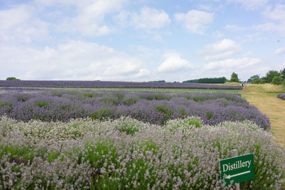 Scenic view of lavender field against cloudy sky