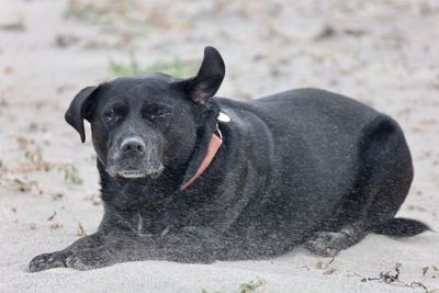 Portrait of black dog lying on land