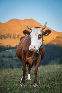 Cows on field against clear sky