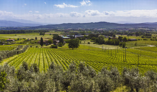 Scenic view of vineyard against sky