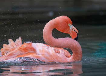 Close-up of a bird drinking water