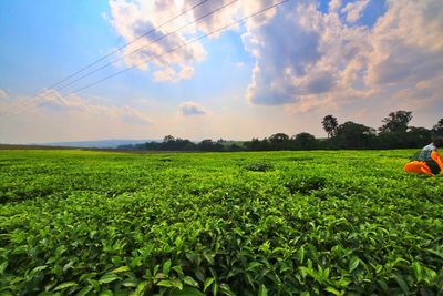 Scenic view of field against sky