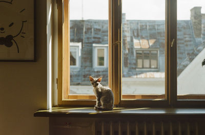 Cat sitting on window sill and looking at camera at home