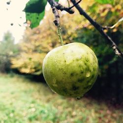 Close-up of fruits hanging on tree