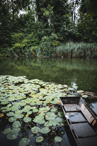 View of water lily and leaves floating on lake