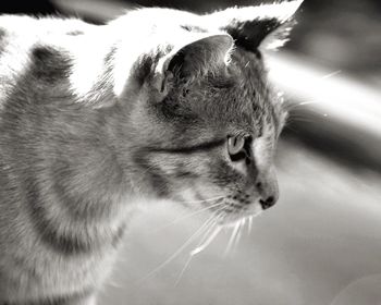 Close-up of cat looking away