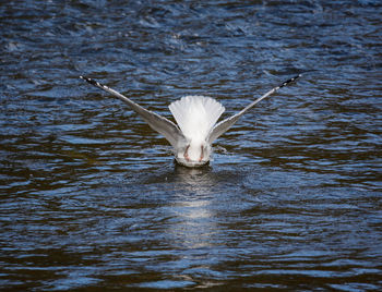 Bird flying over lake