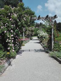 Footpath amidst flowering plants in park