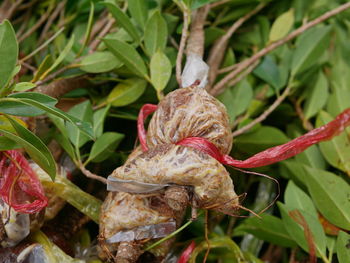 Close-up of flower on plant