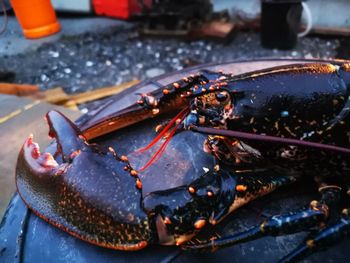 Close-up of crab in plate