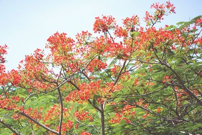 Low angle view of flower tree against sky