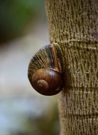 Close-up of snail on tree trunk