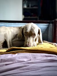 Portrait of dog relaxing on bed at home