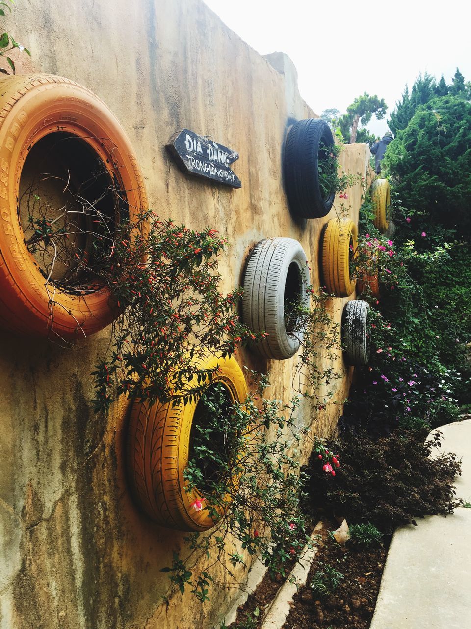 no people, plant, day, nature, wood - material, outdoors, tree, yellow, close-up, animal wildlife, still life, food and drink, growth, flower, beauty in nature, table, water, high angle view, shell, technology, wheel