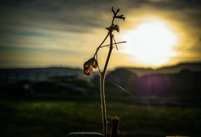 Close-up of plants against sky at sunset