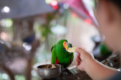 Midsection of woman feeding parrot