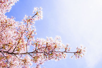 Low angle view of cherry blossom against sky