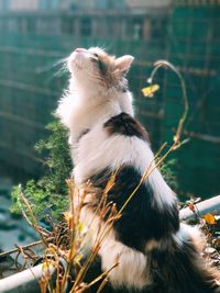 Close-up of cat sitting outdoors