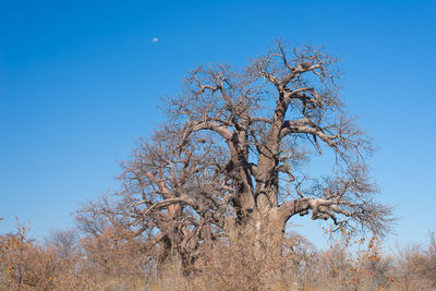 Low angle view of bare tree against clear blue sky