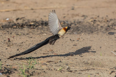 Bird flying over a field