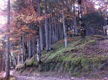 Trees in forest