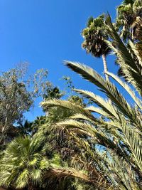 Low angle view of palm trees against clear blue sky