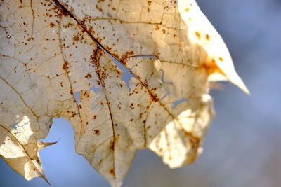 Close-up of dry maple leaves on tree