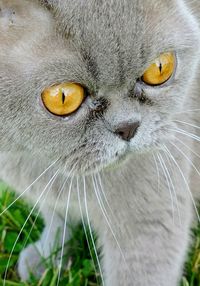 Close-up portrait of cat