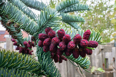 Close-up of pine tree