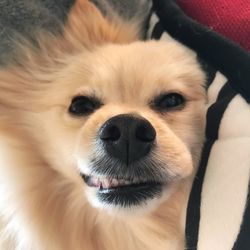 Close-up portrait of dog at home