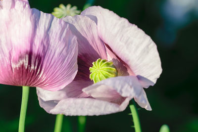 Close-up of pink flowering plant