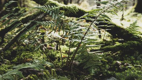 Close-up of fern in forest