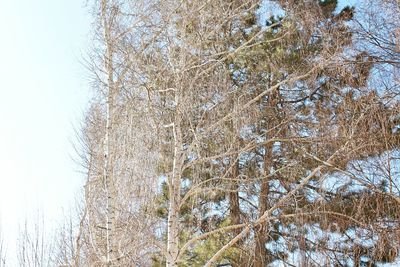 Trees growing in sunlight