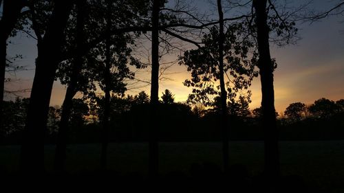 Silhouette of trees at sunset