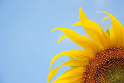 Close-up of sunflower against clear blue sky