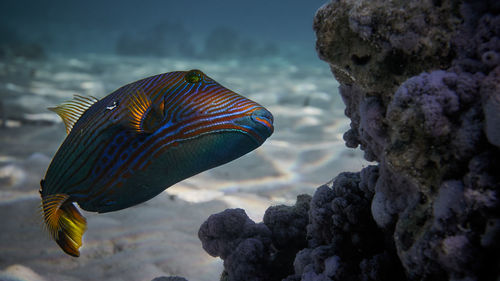 Close-up of fish in sea against sky