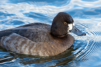 Duck swimming in lake