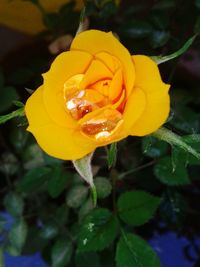 Close-up of wet yellow flower blooming outdoors