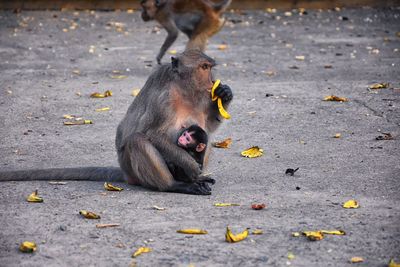 Macaque long tailed monkey, close-up phuket along river genus macaca cercopithecinae thailand asia