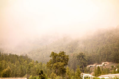 Trees against sky during foggy weather